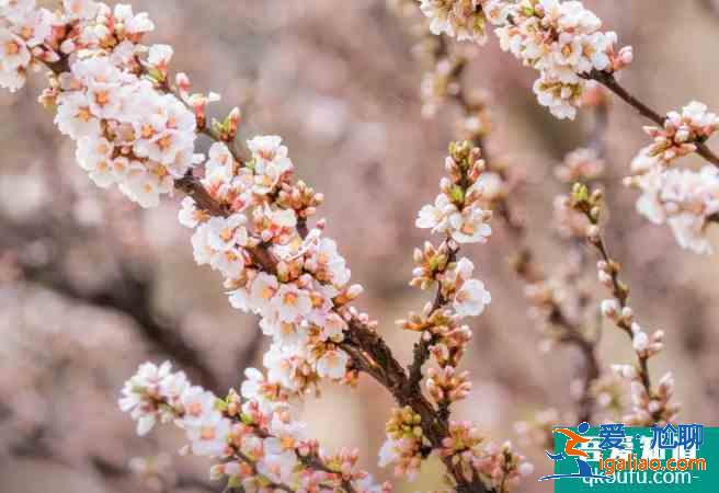 濟寧賞花好去處 2021濟寧油菜花觀看地點? 濟寧賞花好去處 2021濟寧油菜花觀看地點?