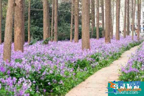 2021南京理工大學醫務工作者賞花日預約時間? 2021南京理工大學醫務工作者賞花日預約時間?