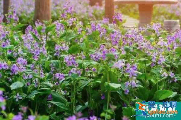 2021南京理工大學醫務工作者賞花日預約時間? 2021南京理工大學醫務工作者賞花日預約時間?