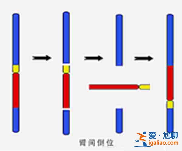 哈爾濱代懷代生？