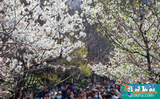2021年雞鳴寺櫻花最佳觀賞時(shí)間 雞鳴寺櫻花需要預(yù)約門票嗎？