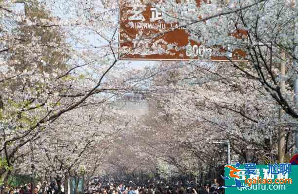2021年雞鳴寺櫻花最佳觀賞時(shí)間 雞鳴寺櫻花需要預(yù)約門票嗎？