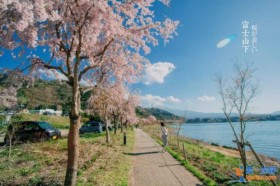 幾月觀賞富士山好，觀賞富士山最佳時間 地點 乘車？