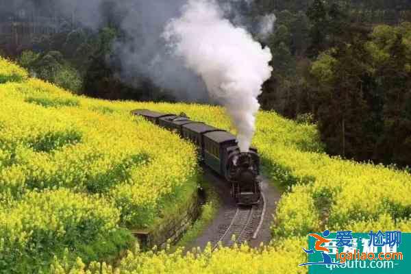 樂山油菜花小火車賞花路線 2021樂山油菜花小火車多少錢？