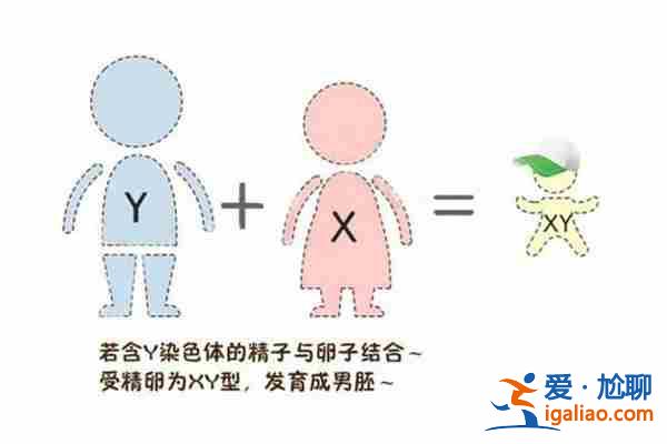 愛心助孕，生育的黃金期？