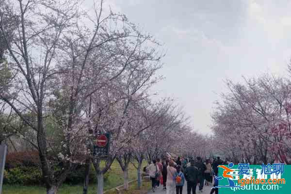 句容櫻花節是什么時候2021 句容櫻花節時間？