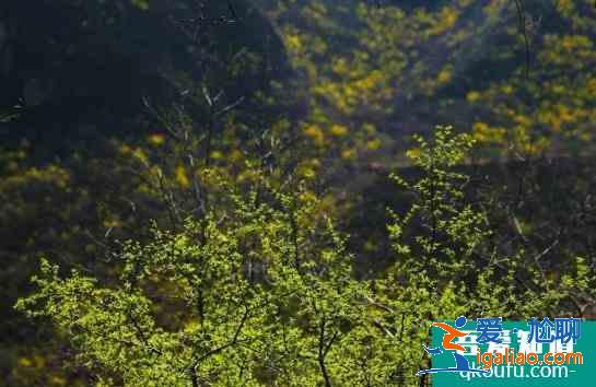 2021焦作云臺山門票多少錢 云臺山現在門票價格是多少？