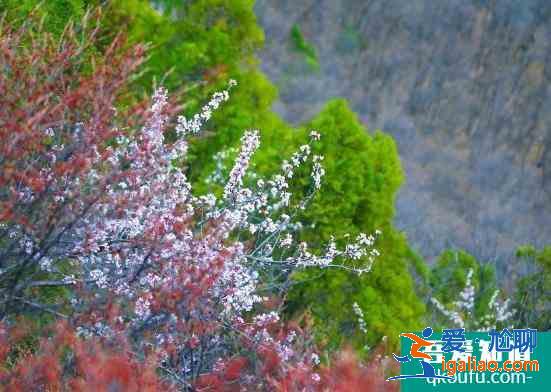 2021焦作云臺山門票多少錢 云臺山現在門票價格是多少？