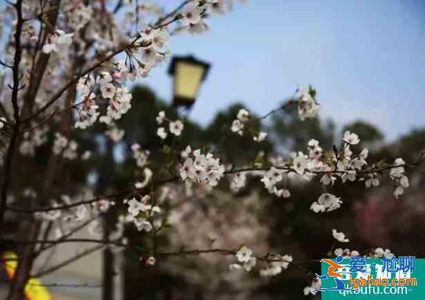 2021合肥春季賞花地圖 合肥賞花的景點介紹？