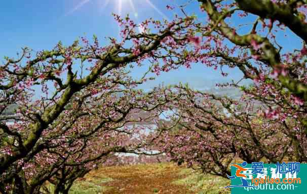 2021永樂桃花什么時候開 貴陽永樂桃花園交通指南及停車攻略？