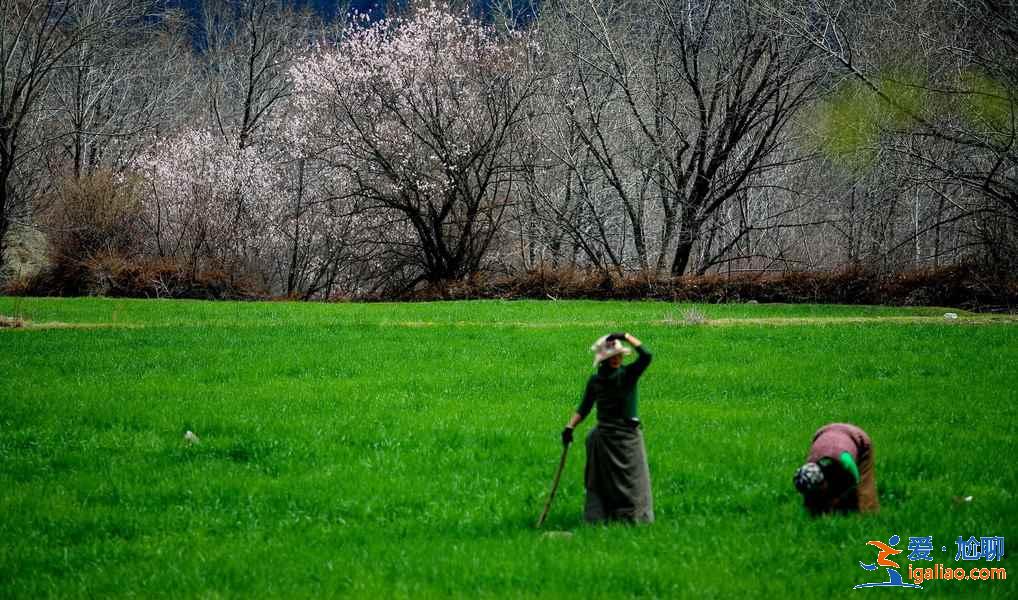 【林芝旅游】林芝12個月景色看點？