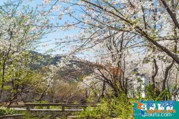 紹興宛委山櫻花什么時候開2021 附交通指南？