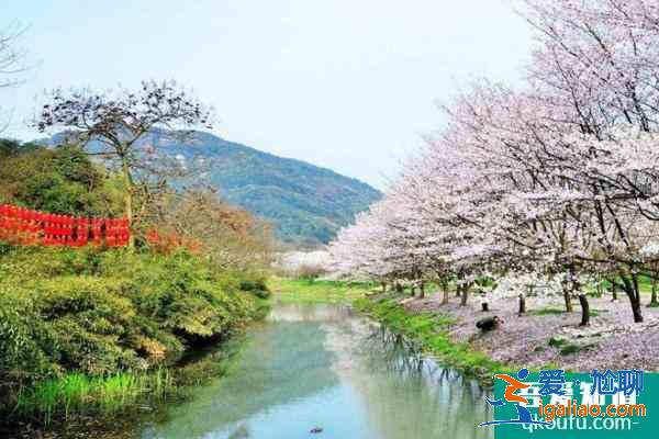 紹興宛委山櫻花什么時候開2021 附交通指南？