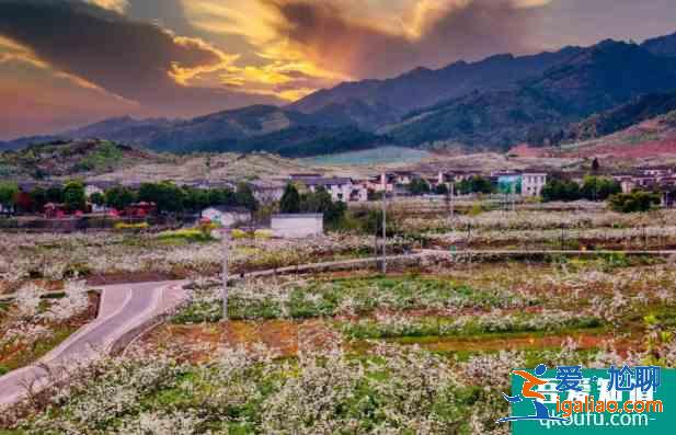 成都梨花什么時候開花 彭州熙玉村梨花觀賞指南? 成都梨花什么時候開花 彭州熙玉村梨花觀賞指南?