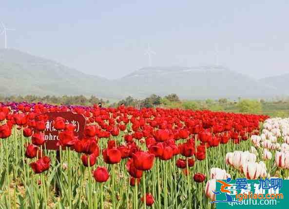 嘉興南湖郁金香花園最佳觀賞期？