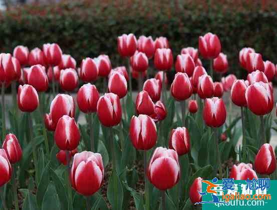 嘉興南湖郁金香花園最佳觀賞期？