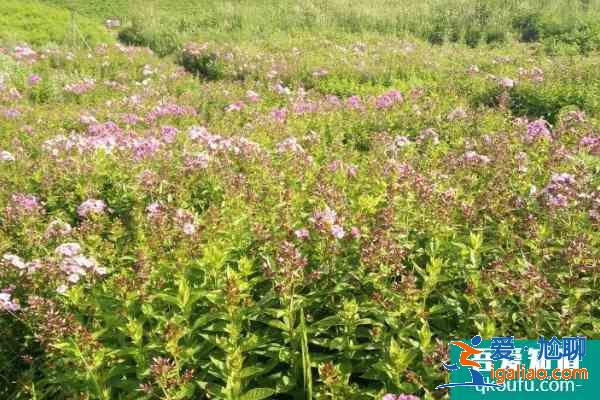 2021新源野果林最佳參觀時(shí)間? 2021新源野果林最佳參觀時(shí)間?