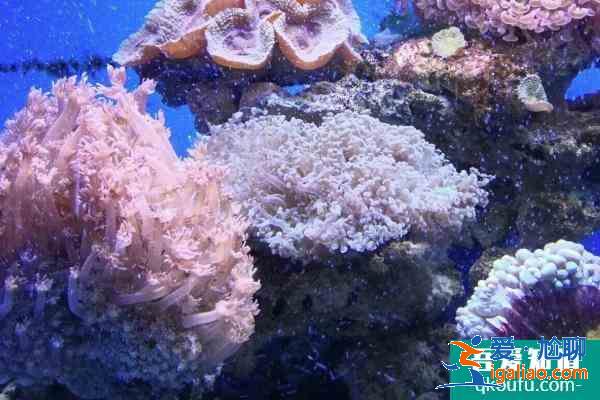 2021南寧海底世界門票多少錢一張 南寧海底世界表演時間 開館時間? 2021南寧海底世界門票多少錢一張 南寧海底世界表演時間 開館時間?