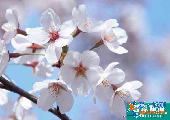 中國游客為何喜歡看櫻花？