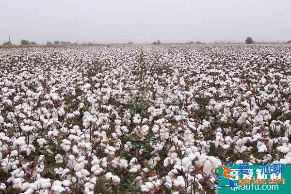 新疆棉花主要產地是什么地方？