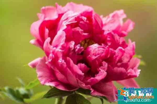 2021杭州六和塔牡丹花展時(shí)間? 2021杭州六和塔牡丹花展時(shí)間?