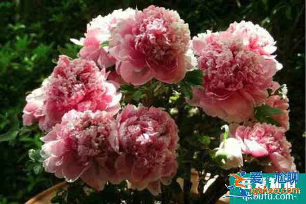 2021杭州六和塔牡丹花展時(shí)間? 2021杭州六和塔牡丹花展時(shí)間?