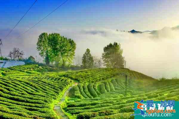 茶園有什么耍的地方 十堰有什么好玩的景點茶園？