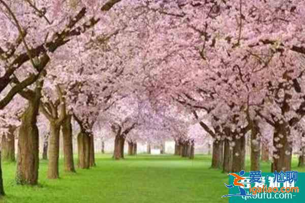 2021北京藍調莊園櫻花花海旅游季活動攻略？