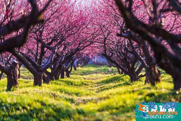 無錫看梅花的地方 無錫賞梅哪里最好？
