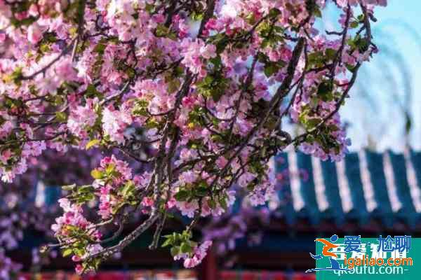 2021濟南大明湖海棠花開了嗎？