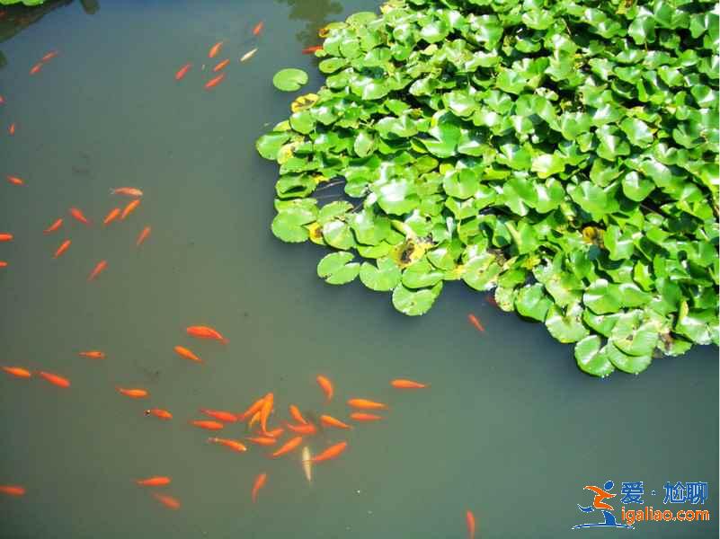 蘇堤春曉距離哪個景點最近,西湖哪些景點在蘇堤春曉附近? 蘇堤春曉距離哪個景點最近,西湖哪些景點在蘇堤春曉附近?