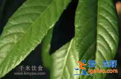 枇杷葉煮水喝有哪些功效?? 枇杷葉煮水喝有哪些功效??