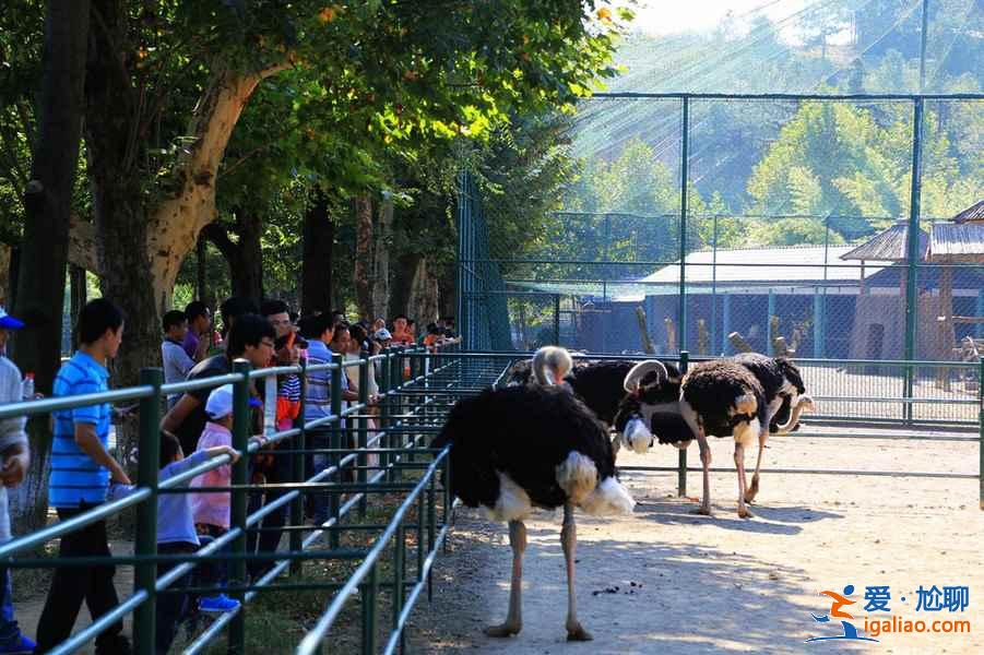 安吉有什么好玩的，安吉哪個(gè)景點(diǎn)最好玩，安吉旅游哪里最好玩？