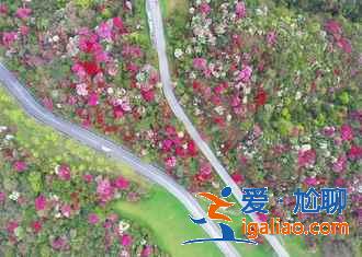 百里杜鵑景區怎么去，畢節百里杜鵑景區包車、自駕、公交推薦？