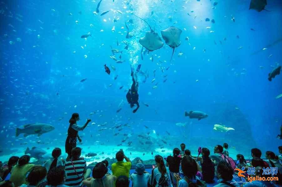 【門票】南昌萬達海洋樂園門票多少錢，南昌萬達海洋樂園門票價格？