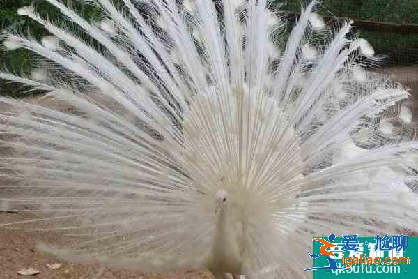 2021秦皇島野生動物園門票多少一張？