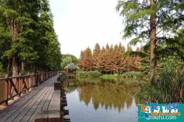 2021上海春游踏青去哪里 上海各大郊野公園推薦？