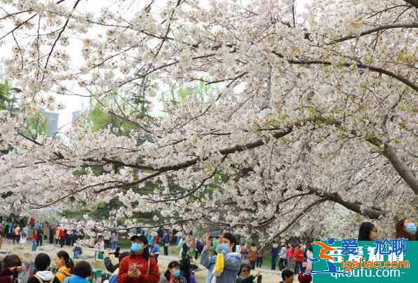 2021北京玉淵潭櫻花最佳賞花期? 2021北京玉淵潭櫻花最佳賞花期?