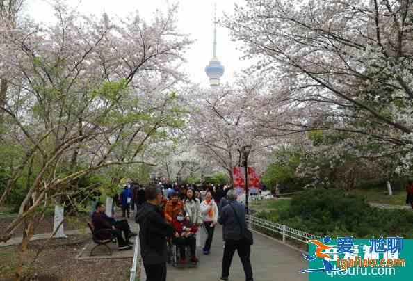 2021北京玉淵潭櫻花最佳賞花期? 2021北京玉淵潭櫻花最佳賞花期?