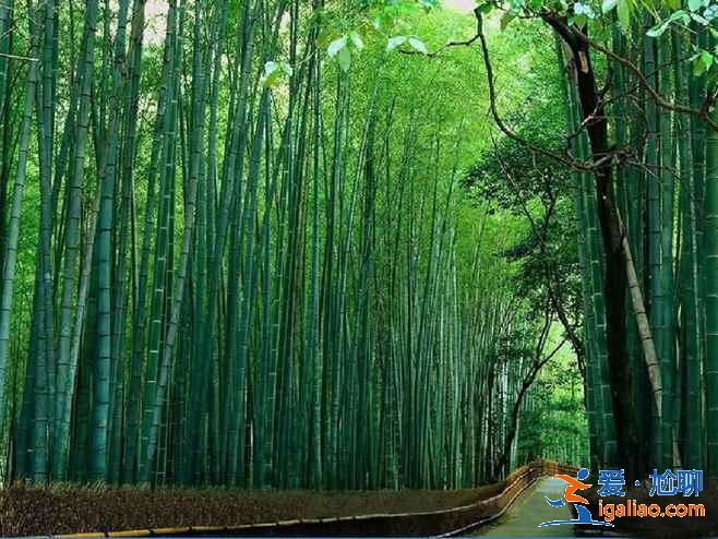千島湖森林氧吧怎么去,千島湖森林氧吧怎么坐車,千島湖森林氧吧交通攻略? 千島湖森林氧吧怎么去,千島湖森林氧吧怎么坐車,千島湖森林氧吧交通攻略?