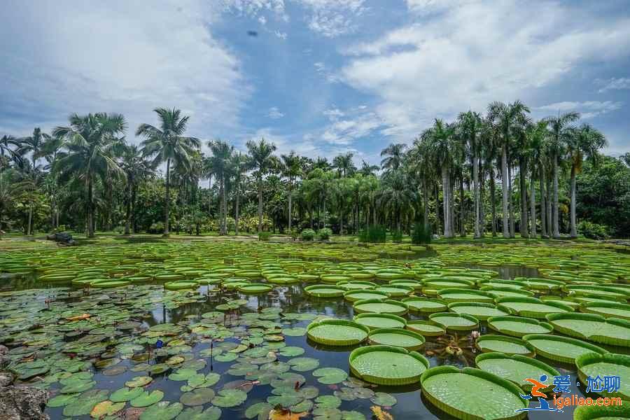 西雙版納自駕游路線,西雙版納自駕游經典線路,西雙版納自駕游攻略? 西雙版納自駕游路線,西雙版納自駕游經典線路,西雙版納自駕游攻略?