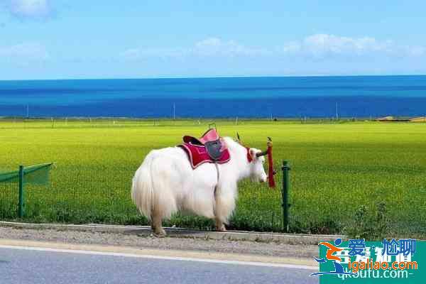 青海湖什么時(shí)候去旅游最好？