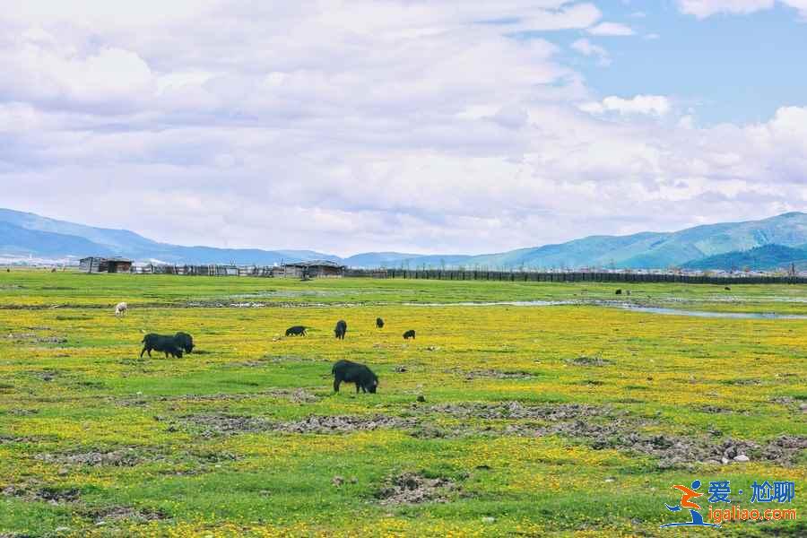 香格里拉旅游注意事項(xiàng)，香格里拉旅游貼士？