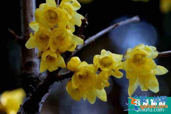 北京臘梅什么時(shí)候開(kāi)花？