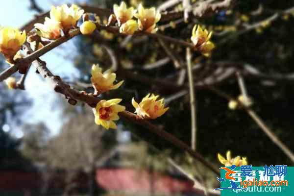 北京臘梅什么時(shí)候開(kāi)花？