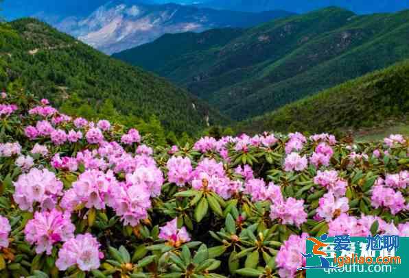 溫州杜鵑花什么時候開花 2021溫州杜鵑花哪里最出名？