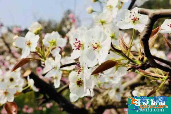 2021連云港灌云梨花節(jié)開幕時間？