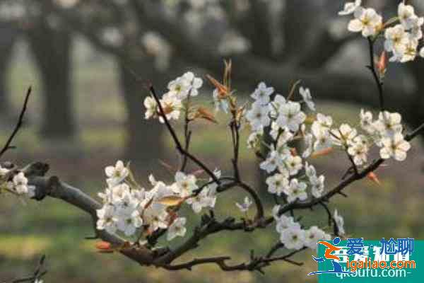 2021連云港灌云梨花節(jié)開幕時間？
