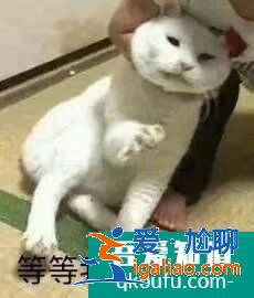 云頂之弈11.10版本最強陣容黑鳥天騎推薦，云頂11.10強勢陣容攻略？