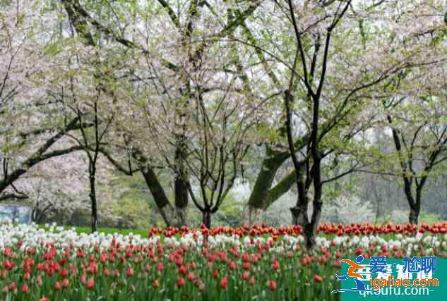 2021太原櫻花文化旅游節攝影大賽信息？